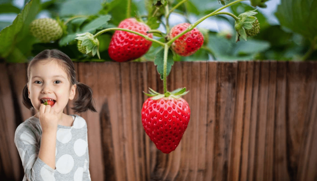 Entdecke den unfehlbaren Trick, um saftige Erdbeeren auf deinem Balkon anzubauen, und staune über das Ergebnis.